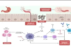Cover image for Peptic Ulcer Disease: Mechanisms of Pathogenesis and Insights into Herbal versus Synthetic Treatments